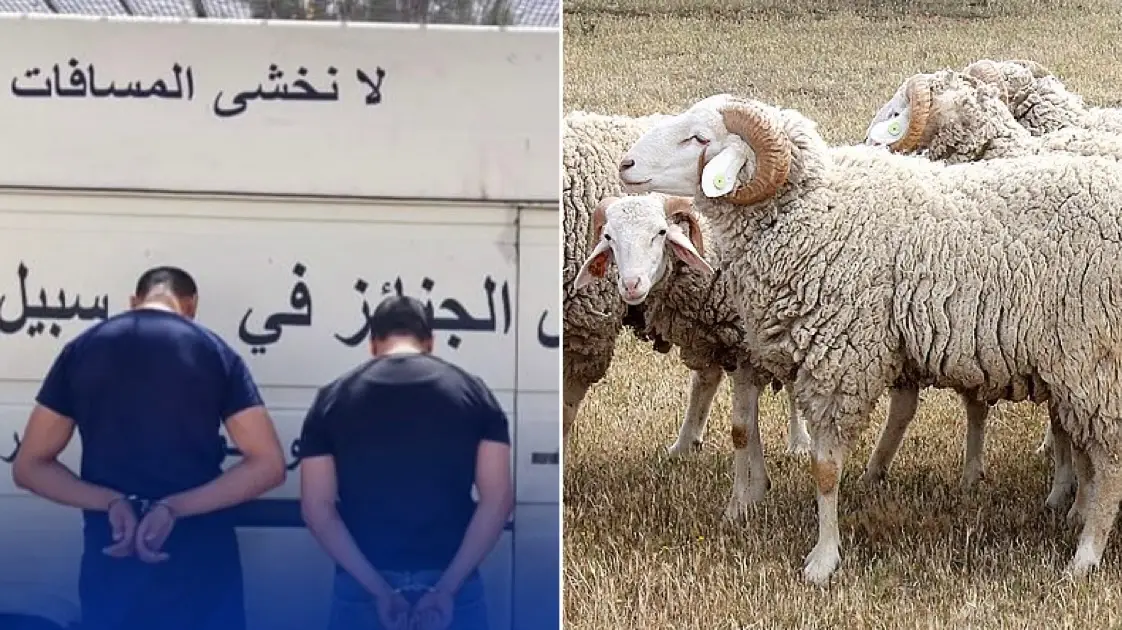 Aïd el-Adha : insolite, sous couvert de corbillard, ils dissimulent un trafic de bétail malade
